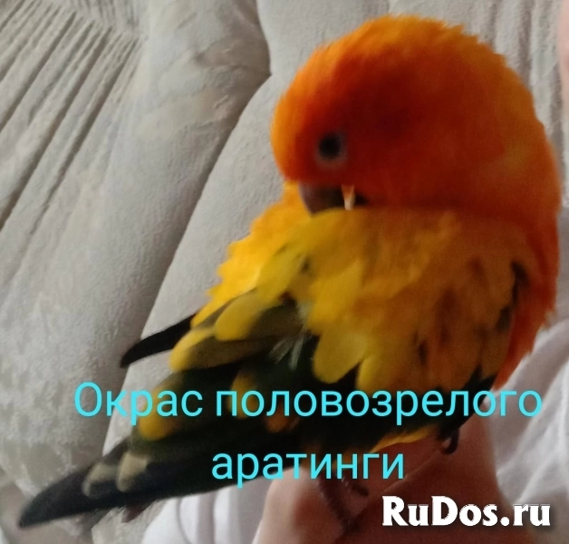 Аратинга птенец выкормыш от заводчика изображение 4