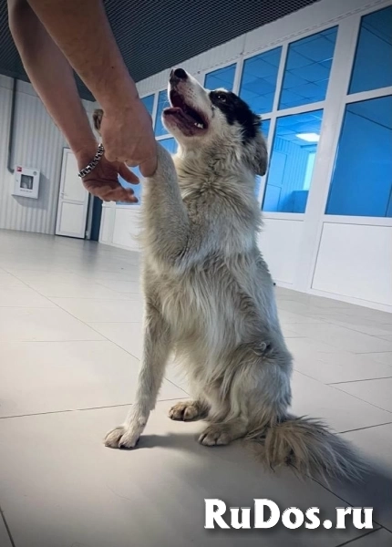 Замечательный мальчик Самсон в добрые руки! изображение 5