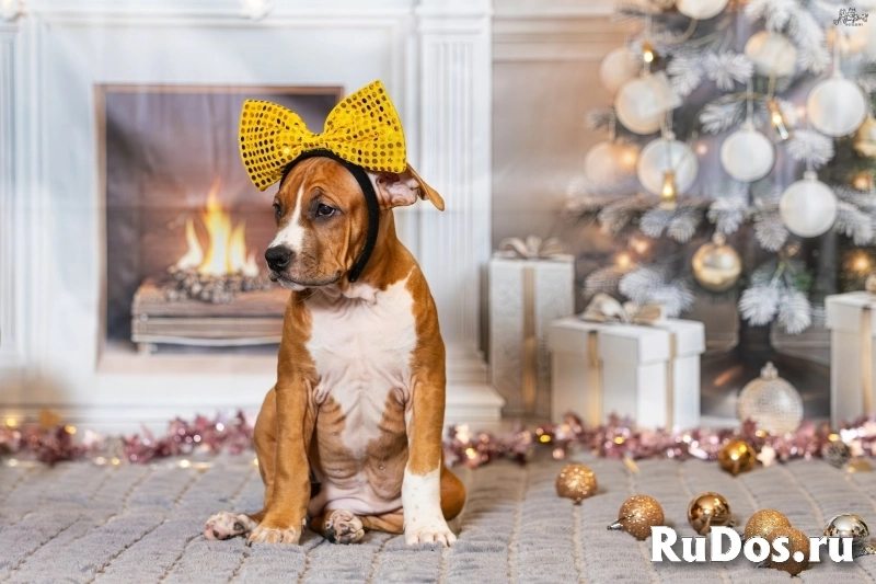 Милая девочка Амстаффтерьера для души изображение 3