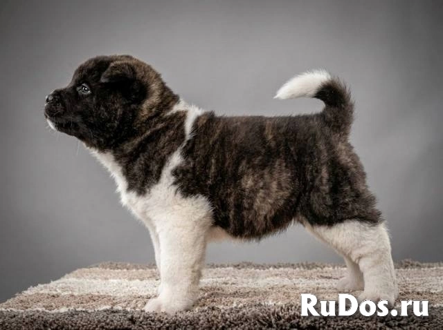 Американская акита, исключительные щенки фотка