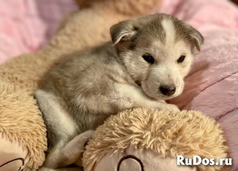 Очаровательный щенок Барни в самые добрые руки! изображение 3