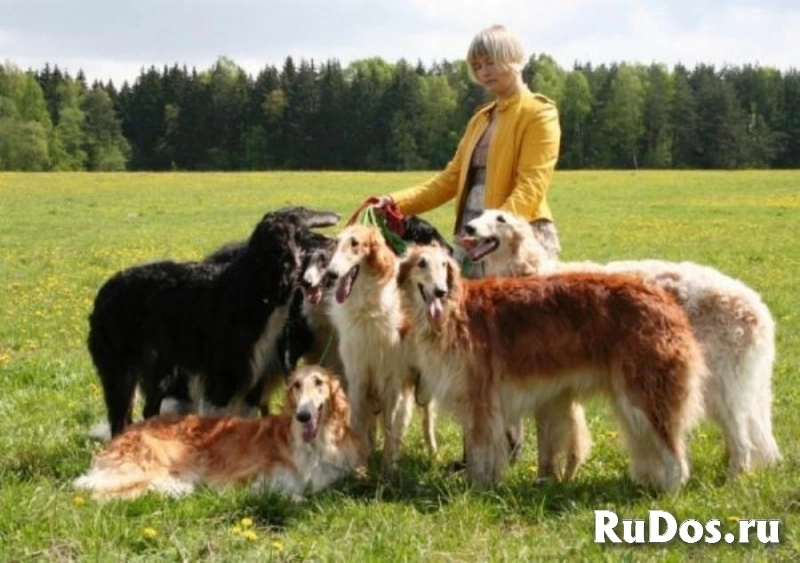 Элитный щенок русской борзой в ответственные руки, Москва изображение 5