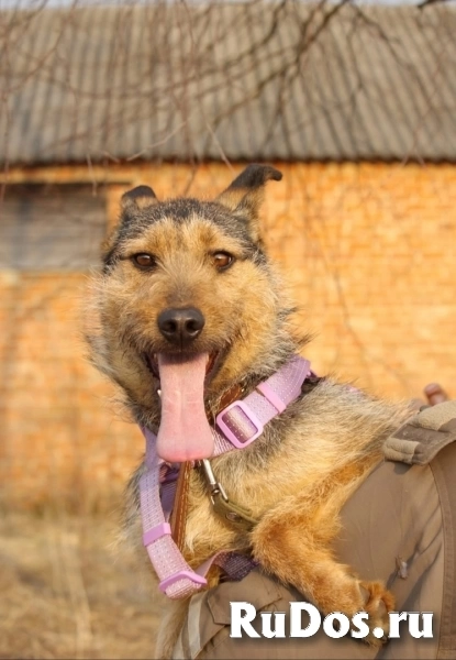 Джо и Ася ищут хоязяина изображение 7