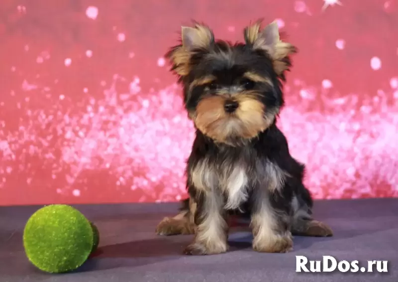 Йоркширский терьер мини, есть доставка фотка