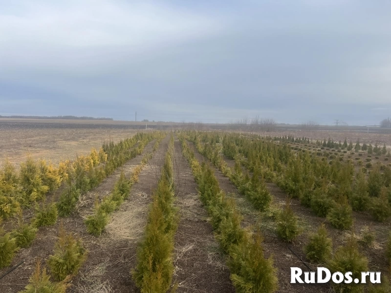 Продается ЛПХ, земля засажена голубикой и туями изображение 8