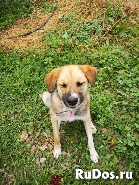 Ультра - молодая, добрая, ласковая девочка, которая ищет свою любящую семью! изображение 6