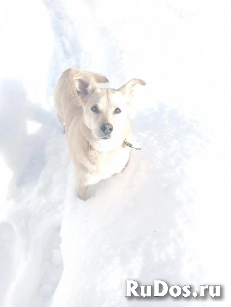 Лесси в поисках верного друга и любящего хозяина. изображение 12