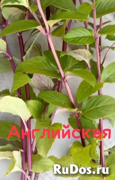 , купить растения изображение 9