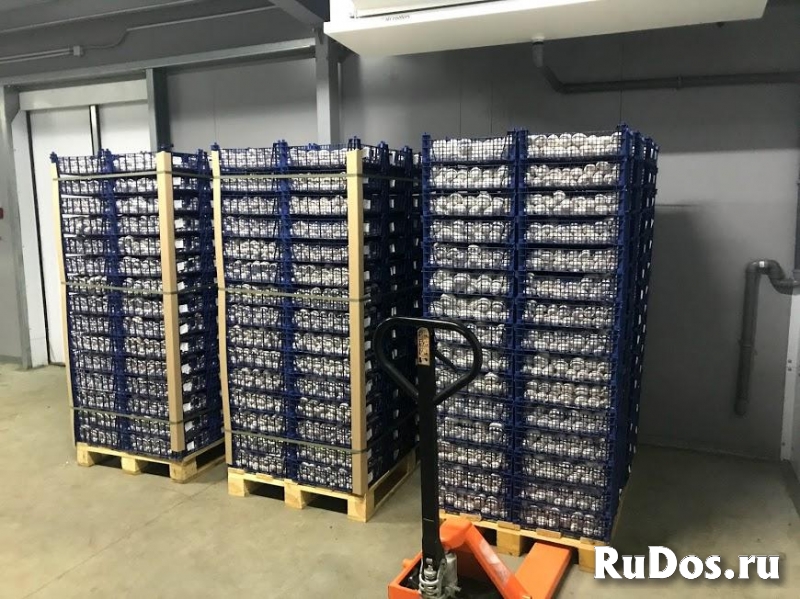 Продается с/х комплекс на границе с Евросоюзом изображение 5