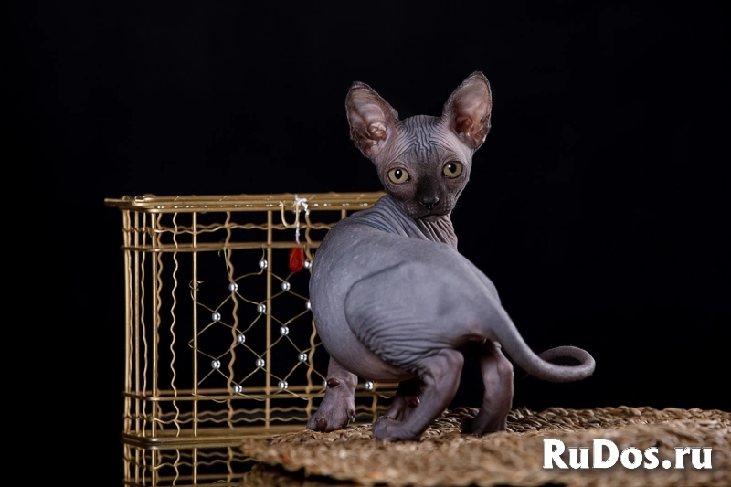 Нежность- Эльф, бамбино, Двэльф или сфинкс. изображение 6