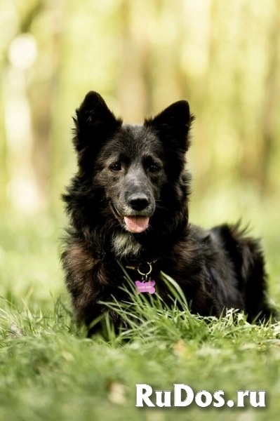 Красавица Рита в добрые руки. фото