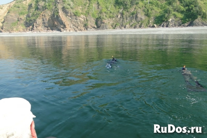 Навстречу китам! Авторский тур по акватории Охотского моря. изображение 5