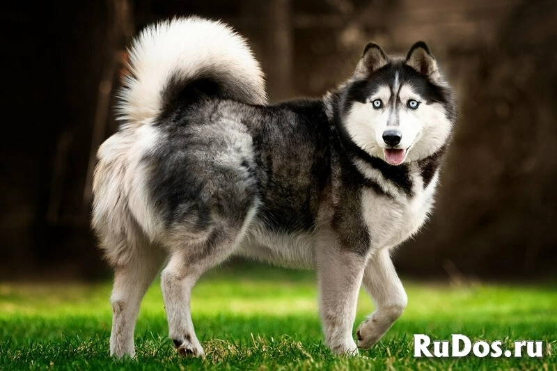 Хаски Конор в добрые руки изображение 12