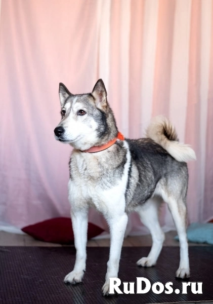 Лайка Саванна ждёт свою семью фото