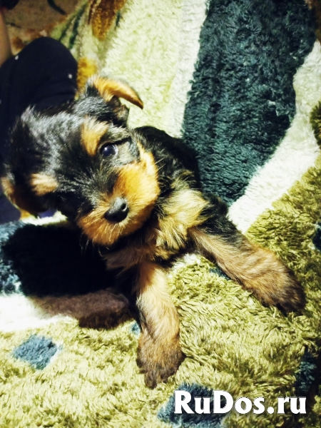 Щеночек фотка