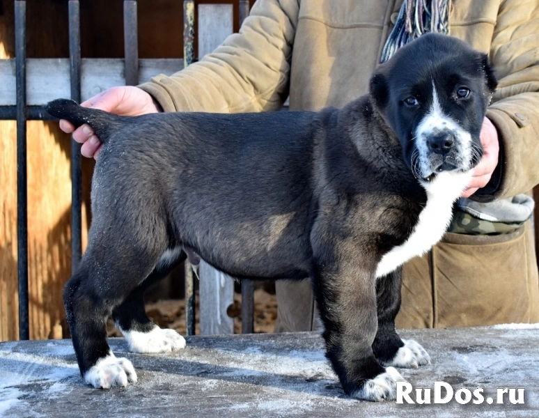 Породные щенки Алабая (САО) изображение 9