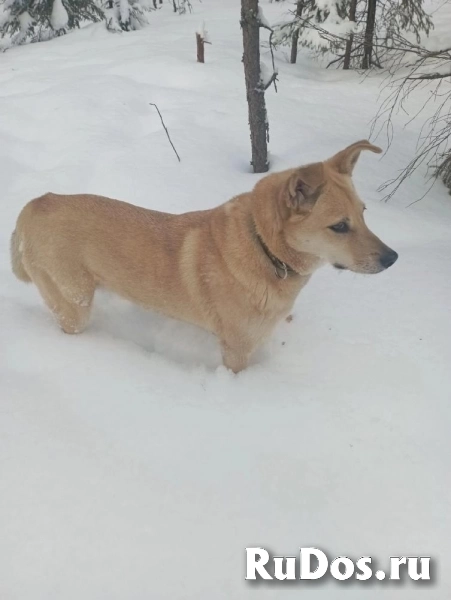 Лесси в поисках верного друга и любящего хозяина. изображение 11