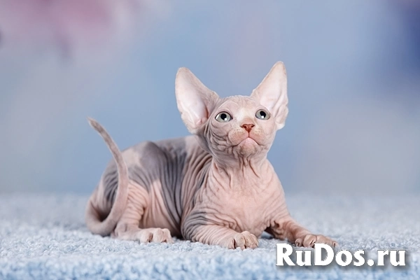 Канадский сфинкс, Эльф, бамбино - друг крокодила изображение 4