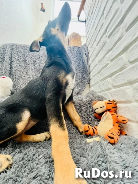 Чудесная девочка Дейзи ищет дом. фотка