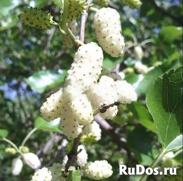 Плодовые деревья и плодовые крупномеры (большемеры) взрослые деревья изображение 12