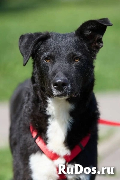 Ночка — собака, которая всегда рядом фото