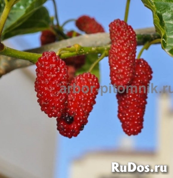 Саженцы шелковицы, шелковица в горшках и в землянном коме с плода изображение 7