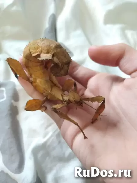 Отдам в добрые руки палочника Extatosoma tiaratum изображение 4