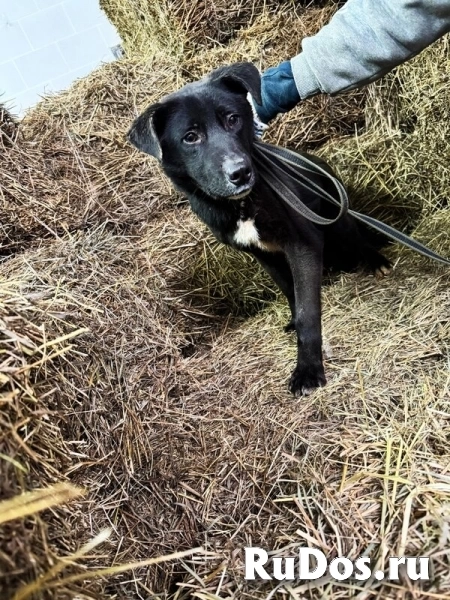 Ищут дом подросшие щенки. фотка