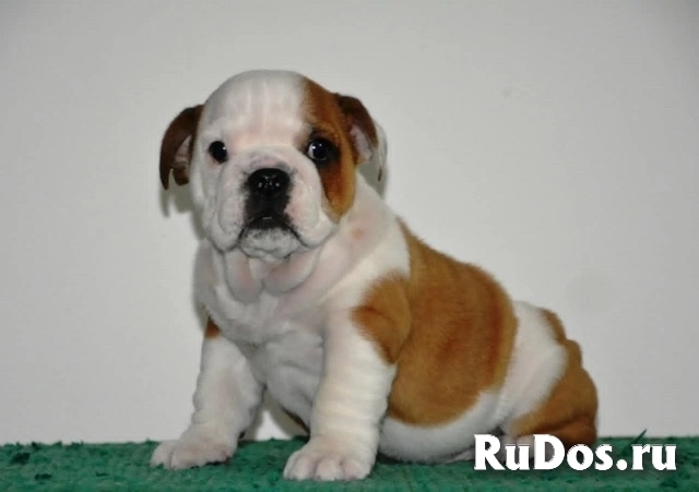 Английский бульдог изображение 4