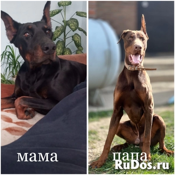 Щенки добермана изображение 3