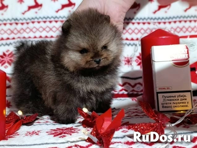 Щенки померанского шпица, девочки изображение 4