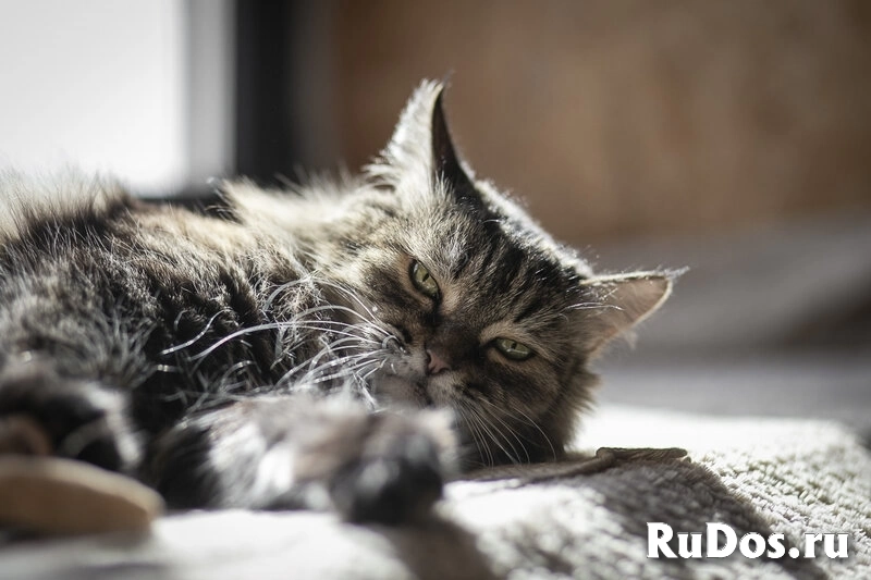 Каждой кошке нужен дом. изображение 5