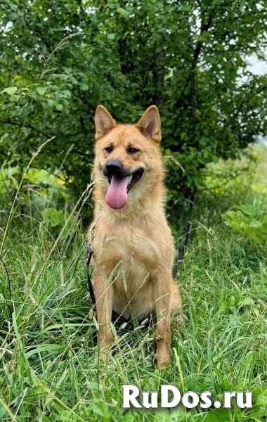Рич - метис акиты и овчарки ищет дом! фотка