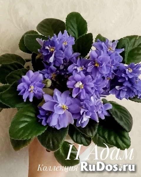 , купить растения изображение 10