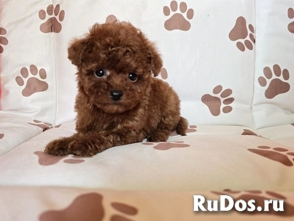 Красный карликовый пудель изображение 4