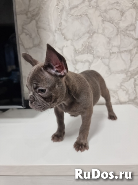 Щенки Французского бульдога редких окрасов изображение 6
