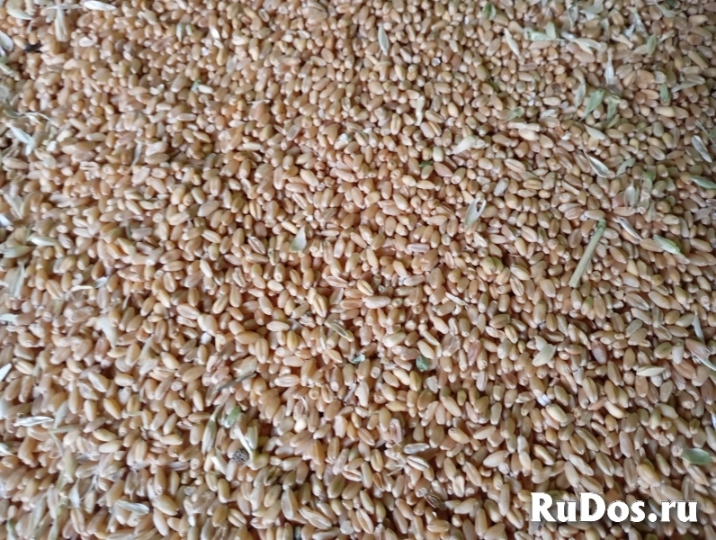 Пшеница в мешках изображение 3