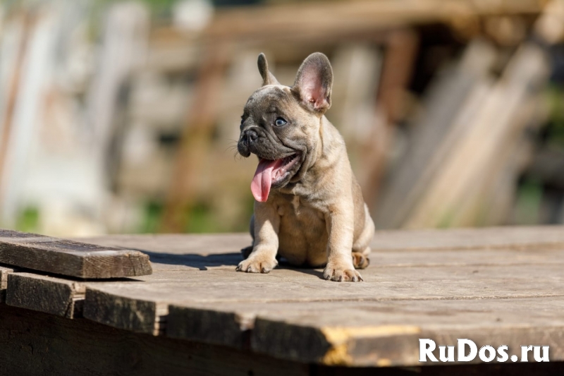 Французский бульдог (щенки) изображение 6