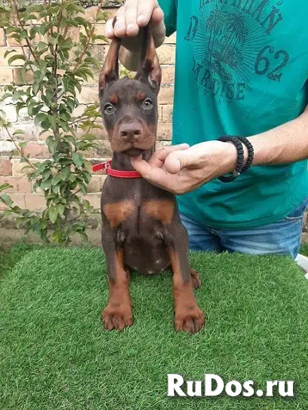 Щенки добермана на продажу фотка