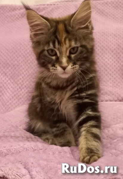 Котята Мейн-Кун (девочки и мальчик) фото