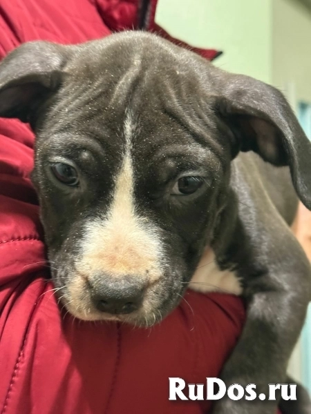 Голубая малышка Амстаффтерьера ркф изображение 4