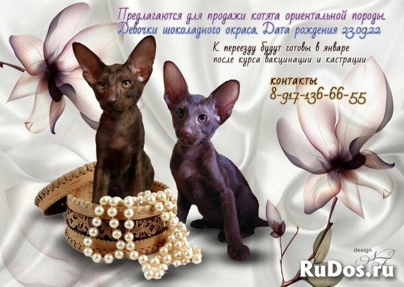 Котята ориентальной породы фото