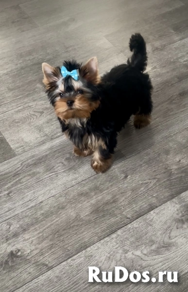 Щенки йоркширского терьера изображение 4