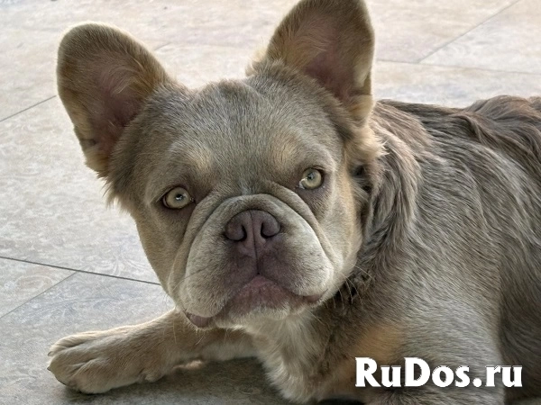 Сука французского бульдога изображение 6