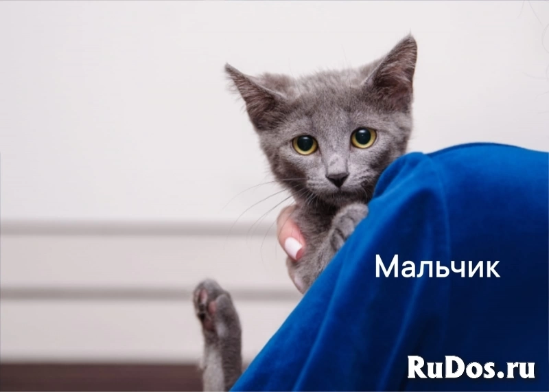 котята в добрые руки огромный выбор! фотка