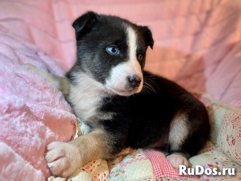 Голубоглазый красавчик - щенок Сармат в добрые руки! изображение 5