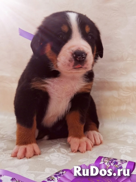 Большой Швейцарский Зенненхунд (щенки) изображение 3