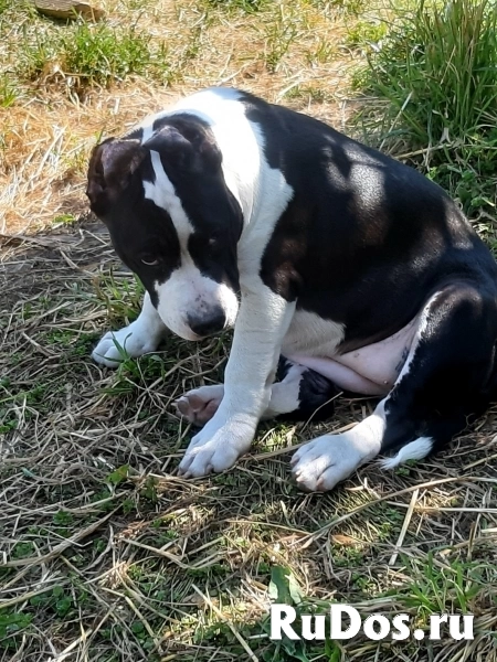 Шикарная девочка Амстаффтерьера ркф изображение 6