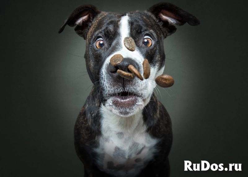 Работа для всех / Упаковщики в Тульскую обл. / РФ/СНГ / Жилье фото