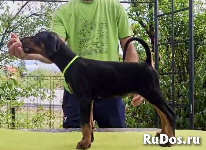 Щенки добермана – Чемпионская родословная фото